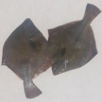 Whole - Flounder (Frozen)