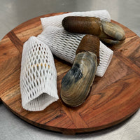 Geo Duck Clam - Frozen
