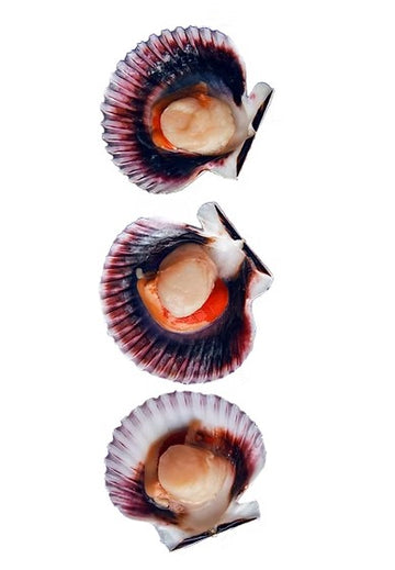 Frozen King Half Shell Scallops (Roe On)