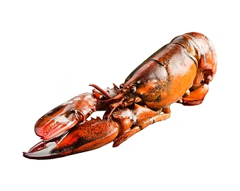 Crayfish/Lobster - Frozen Whole Cooked Canadian approx. 500g