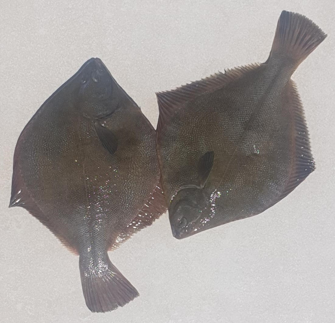 Whole - Flounder