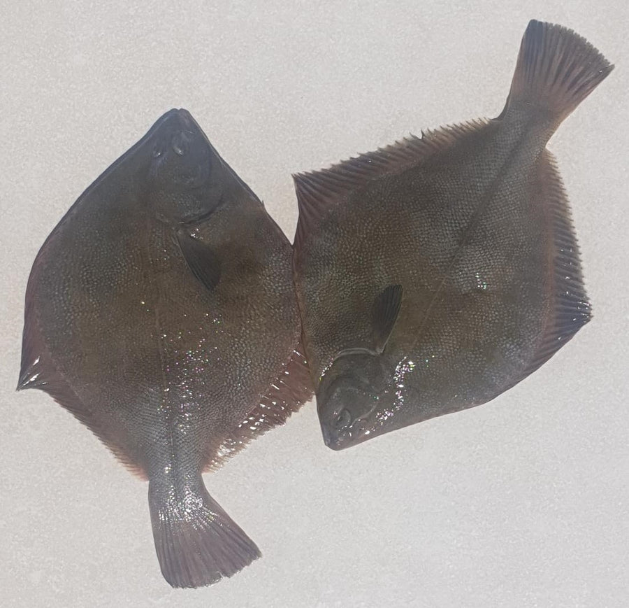Whole - Flounder