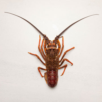 Frozen NZ Crayfish Whole Raw